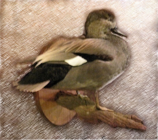 widgeon