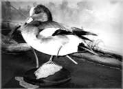 widgeon